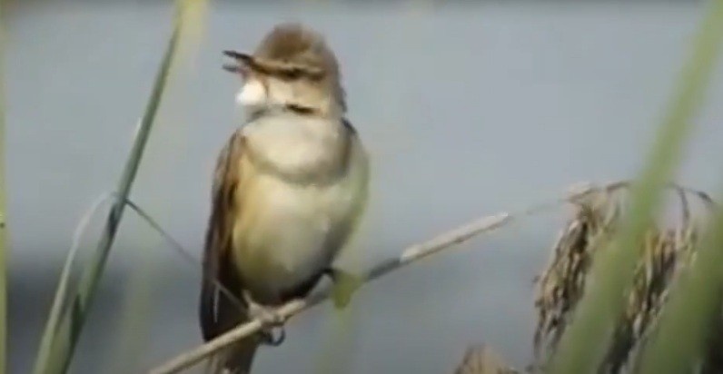 Дроздовидная камышовка поет весной