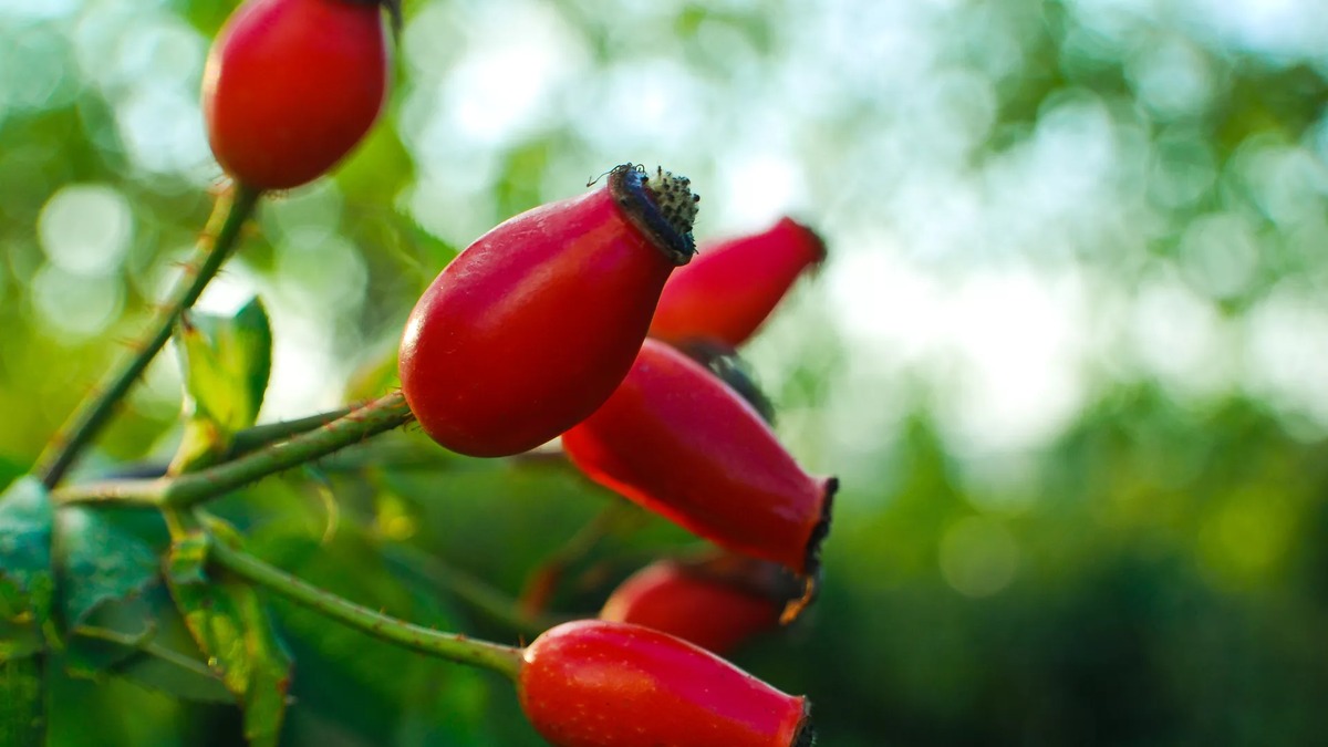 CC BY 2.0 / Martin / Bulbous Buds