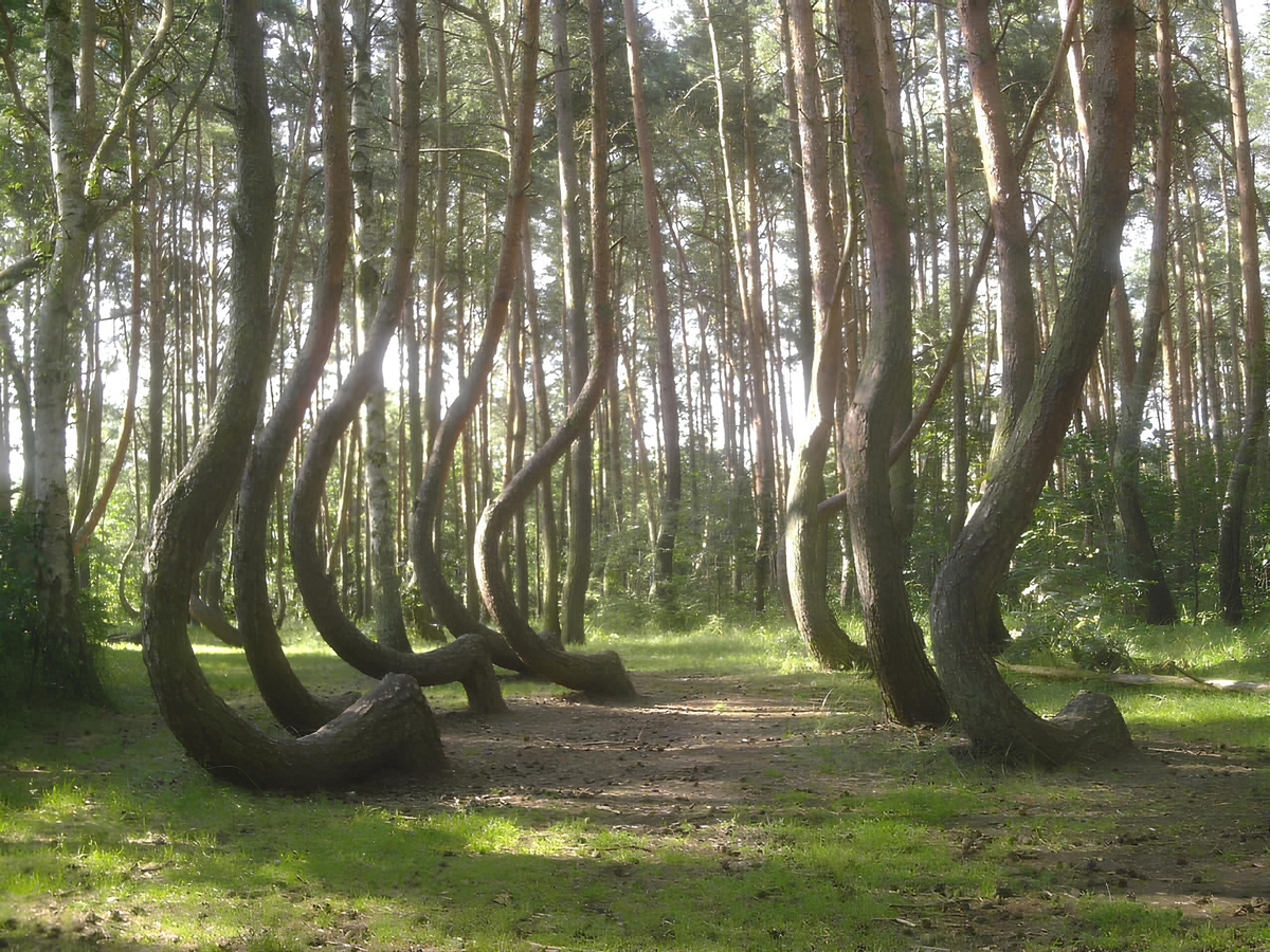 Леса Хойя-Бачу, Румыния