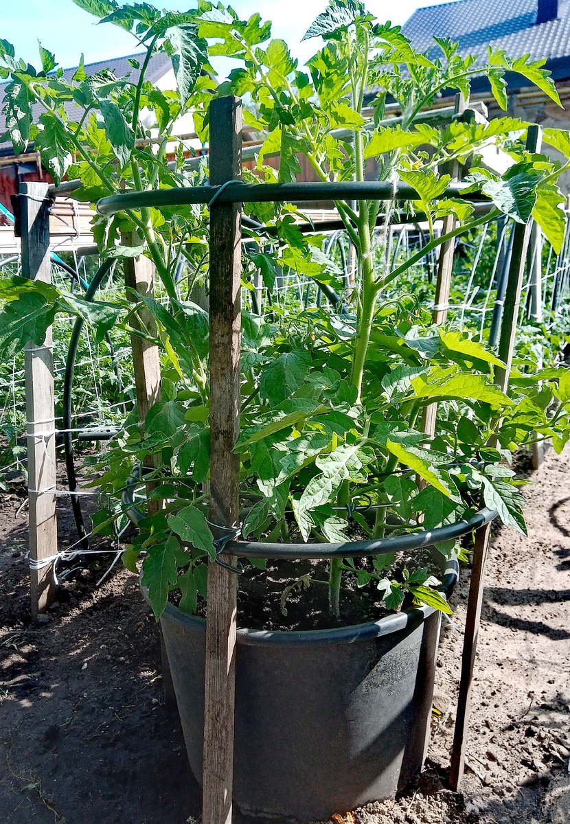 Фото автора.