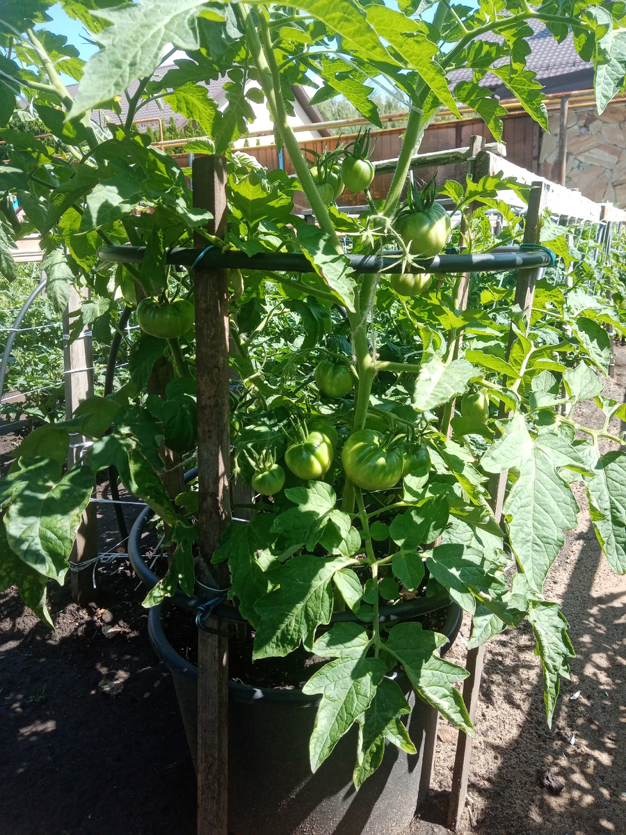 Фото автора.