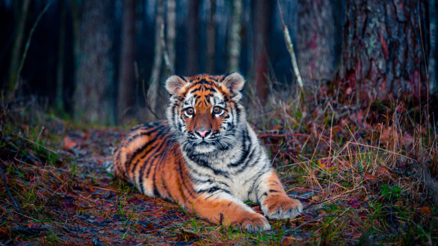 Усатый-полосатый: частная жизнь амурских тигров