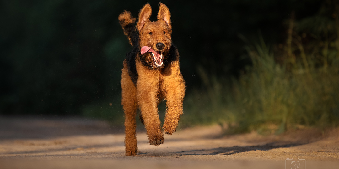 Вопрос - ответ: эфир кинолога/зоопсихолога