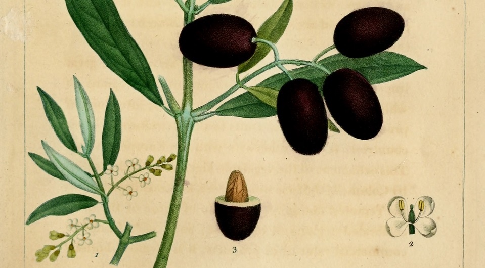   François André Michaux / The North American Sylva, 1819