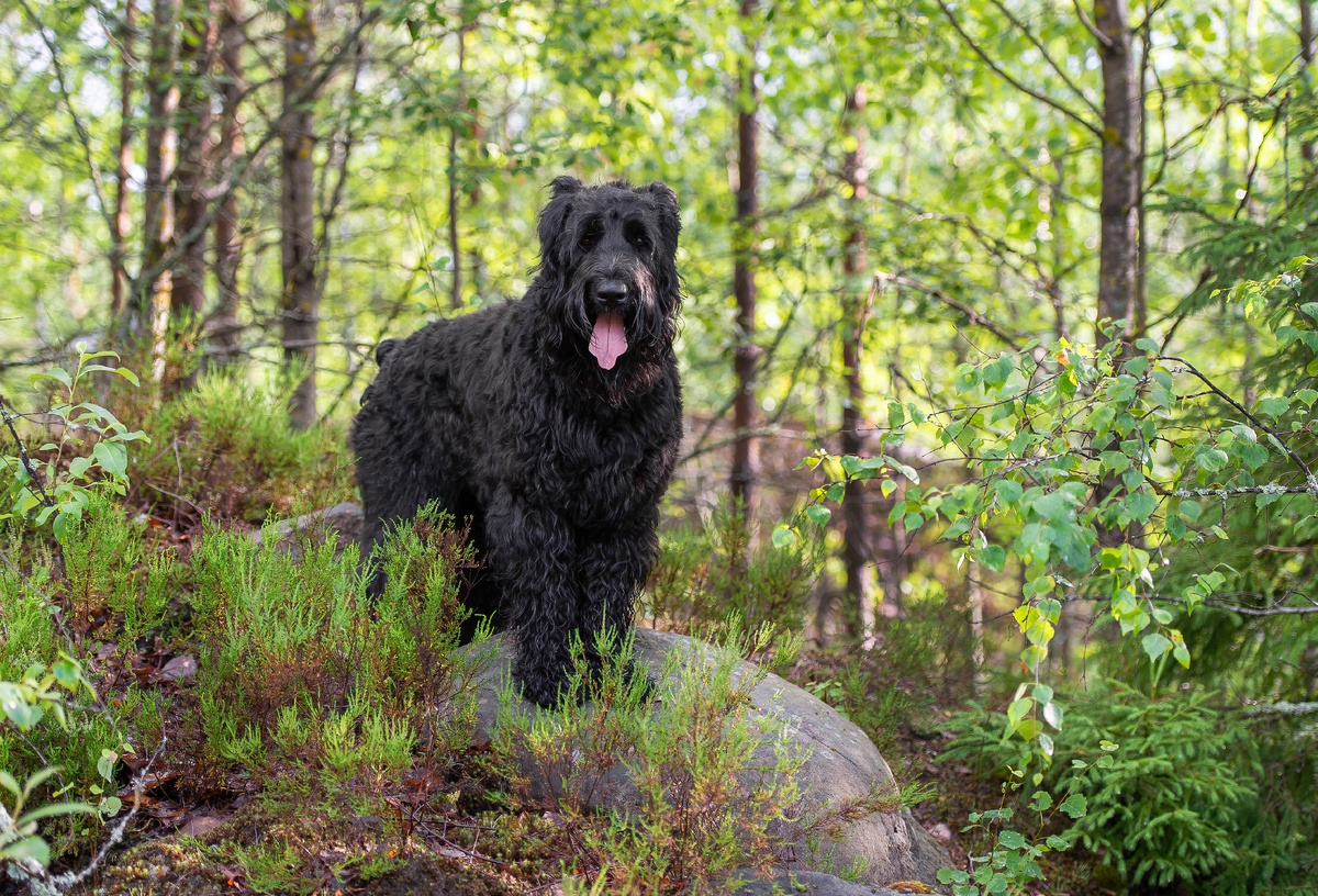 Русский чёрный терьер. Фото: Shutterstock
