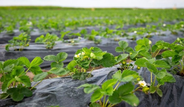    К подмосковным фермерам в ягодное хозяйство прибыли шмели опылители