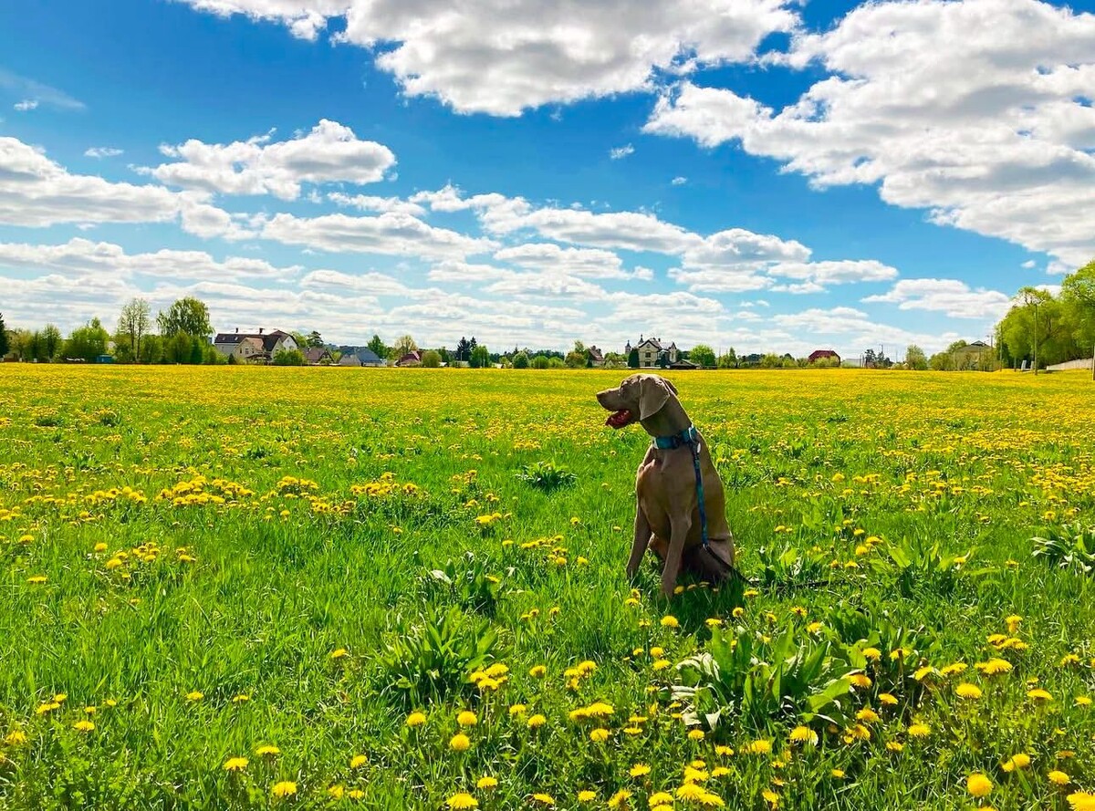 Источник фотографии: веймаранер.рф