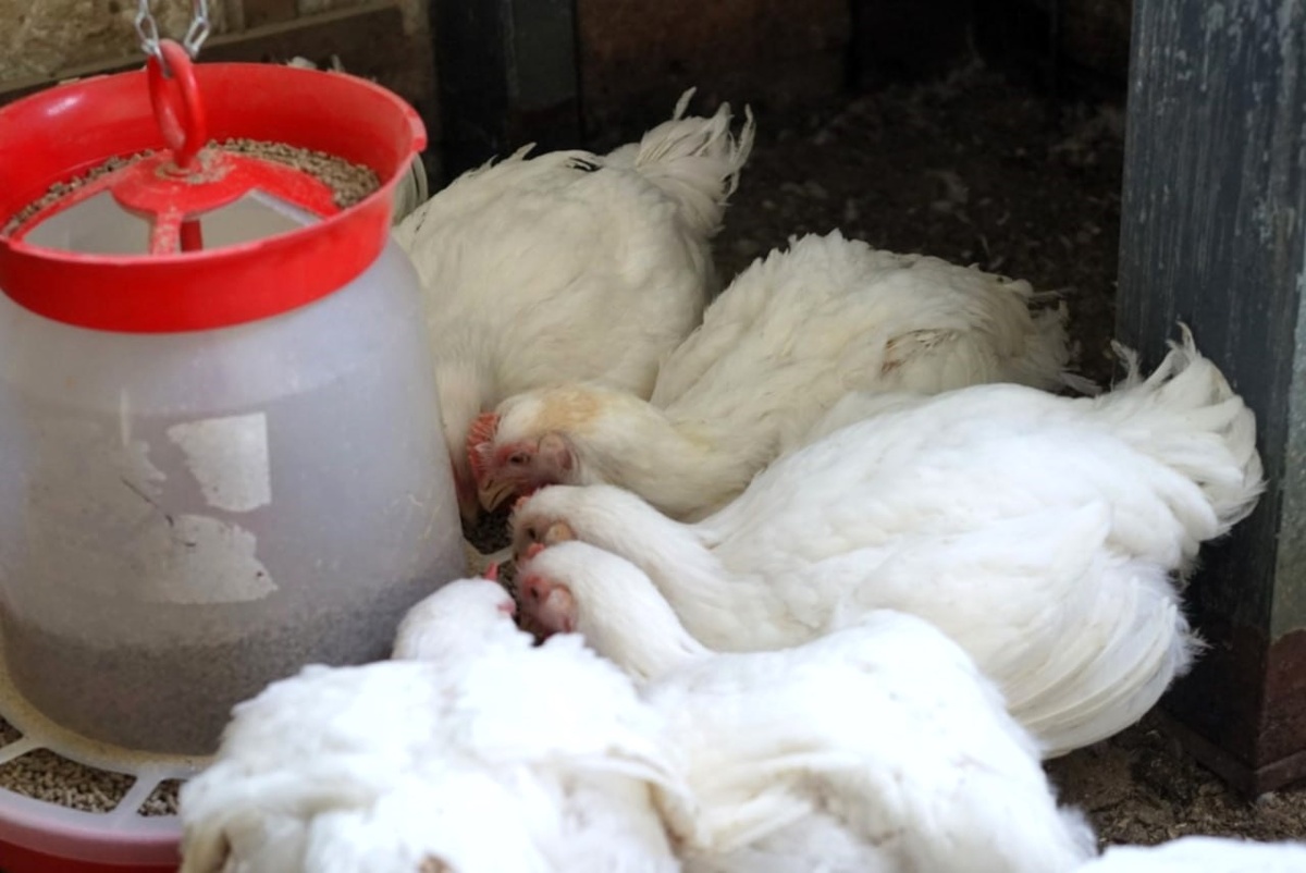 Здоровые, сытые и довольные — наши бройлеры у кормушки с Purina