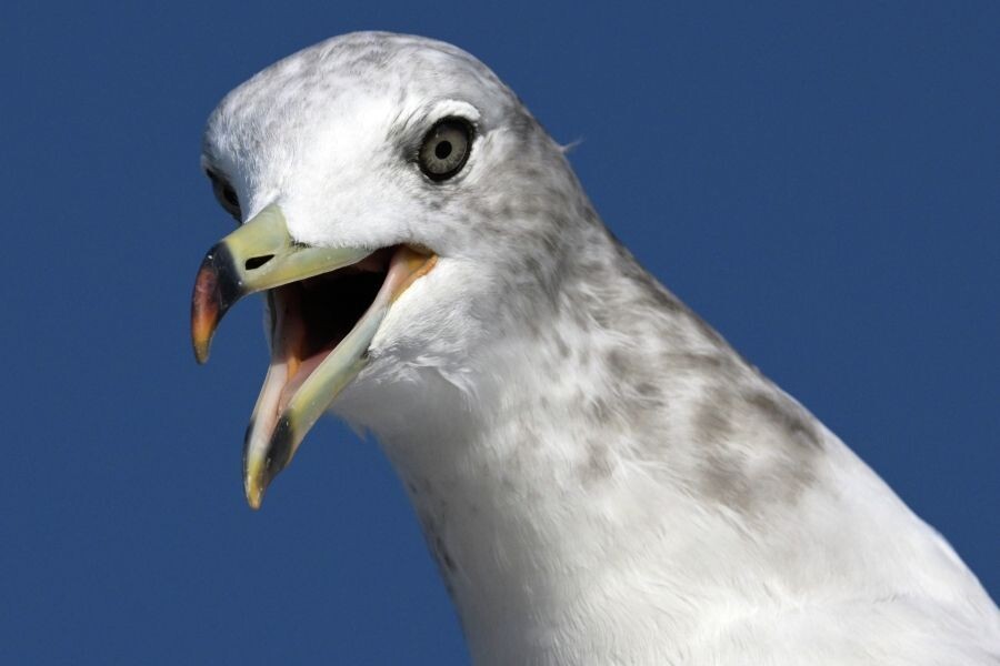     / Источник: © Александр Кряжев/РИА Новости