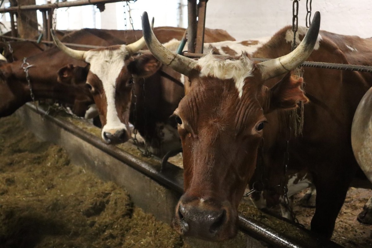    Совхоз "Толвуйский". Фото: "Республика" / Сергей Медведев