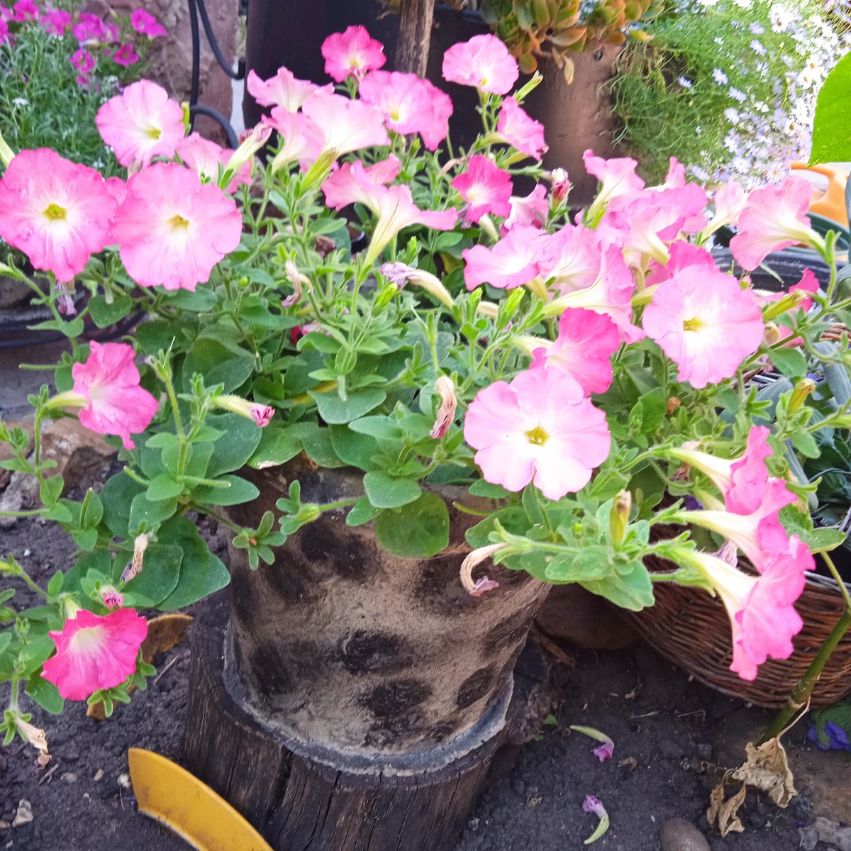 Июнь месяц 24