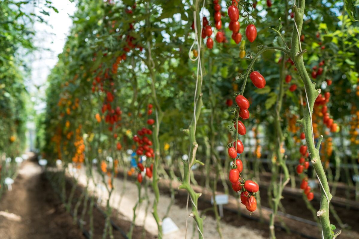 Фото: Александр Плонский / «Агроэксперт»