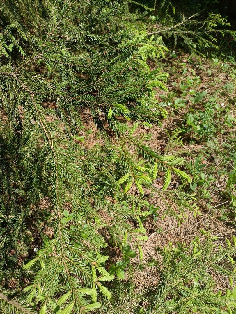 Вот они, отростки этого года