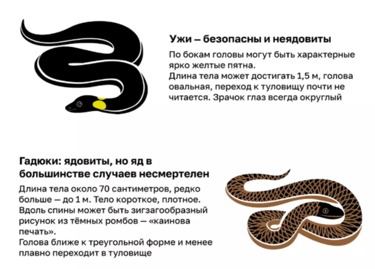 Различия между ужиком и змеёй