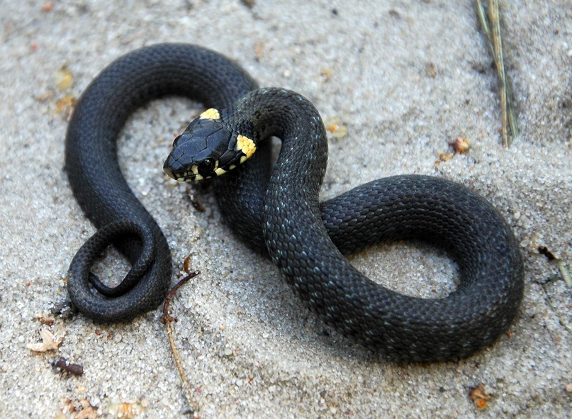 Ужик с характерным для него окрасом