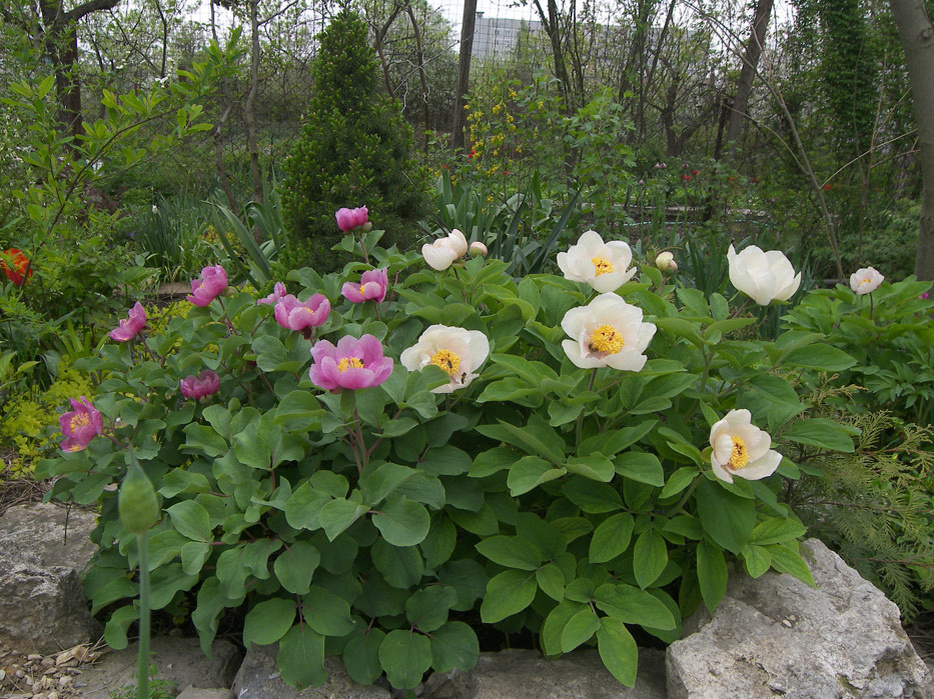 Пион хамелеон (Paeonia x chamaeleon) справа и Пион крымский (P. daurica) слева в моем саду 4.05.2015 года.