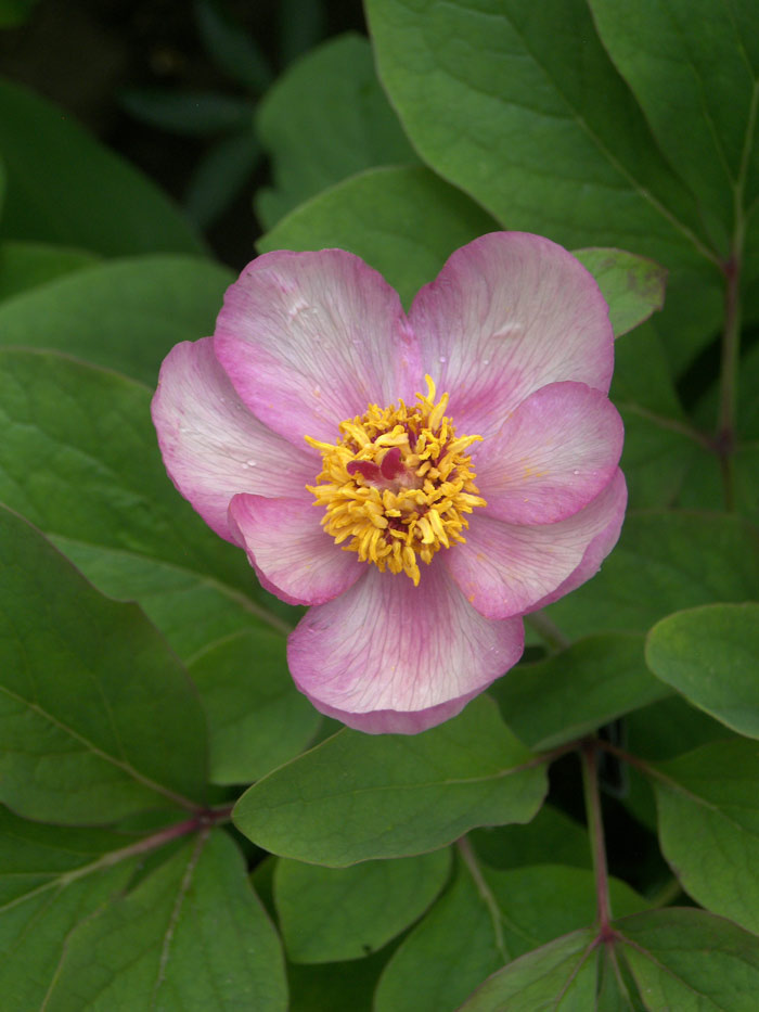 Форма Пиона хамелеон (Paeonia x chamaeleon) с темнй окраской лепестков по краю, созданая мной.