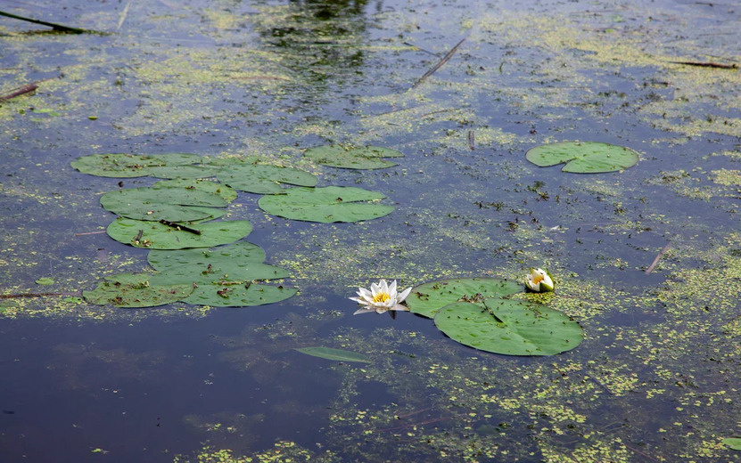  Если вода подходит для растений, то это не значит, что она безопасна для человека. Фото: архив редакции