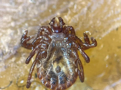    Так выглядит клещ Haemaphysalis longicornis, которого обнаружили в Турции Источник: NTV / ntv.com.tr