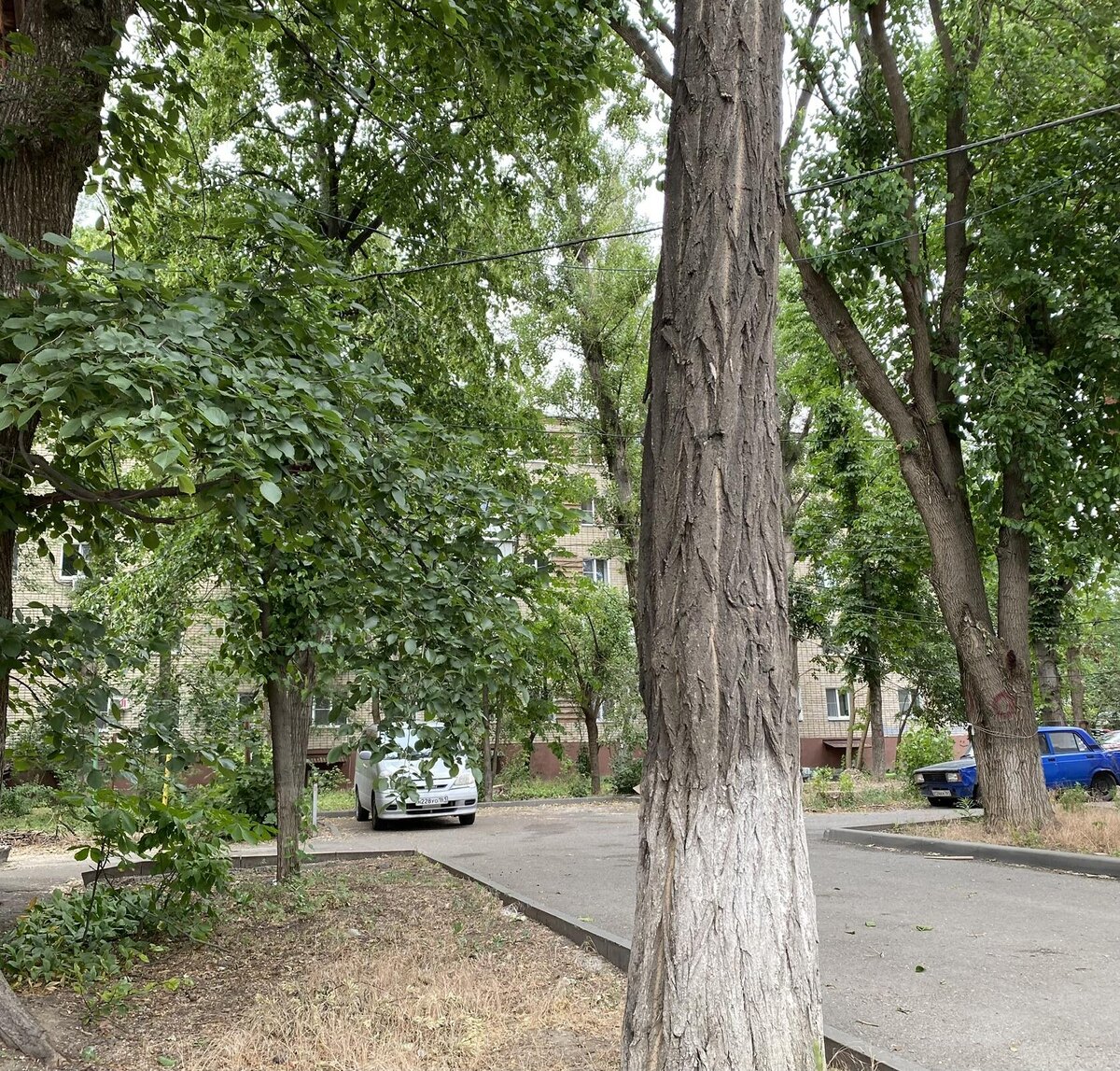 Лето, июнь, Ростов-на-Дону. Фото автора