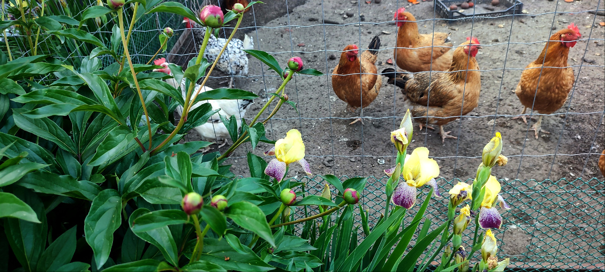 Цветут ирисы и наберают бутоны пионы