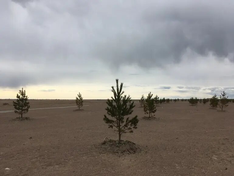    Сосны на намыве. Архивное фото 2020 года. Фото: Мойка78/Валентин Егоршин