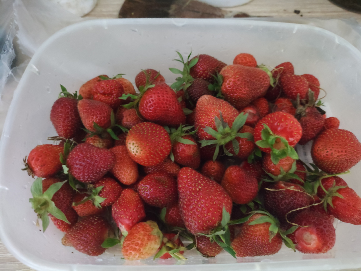 Сегодняшний урожай.