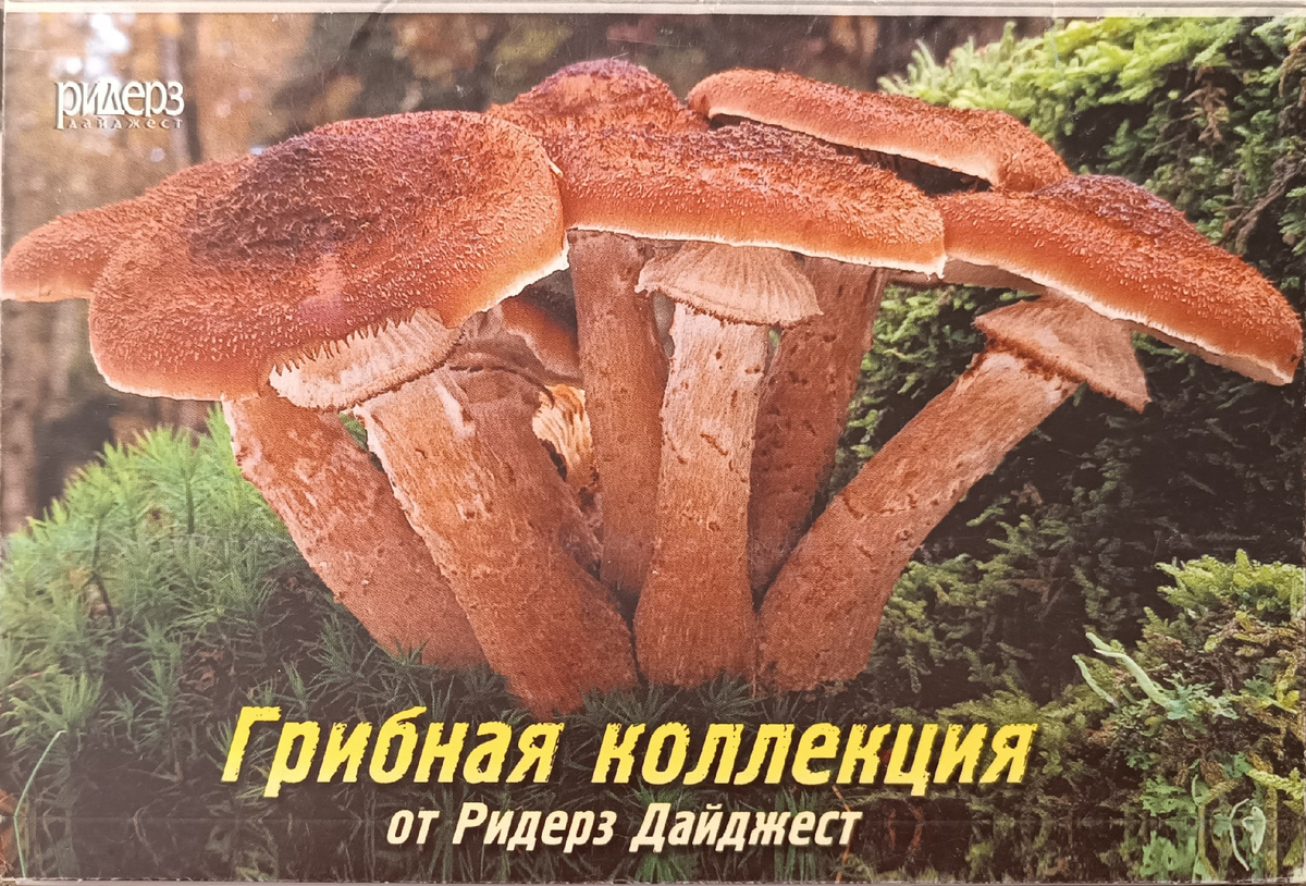 все фото из личного архива автора канала