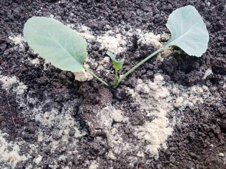    Фото: Пруфы.рф