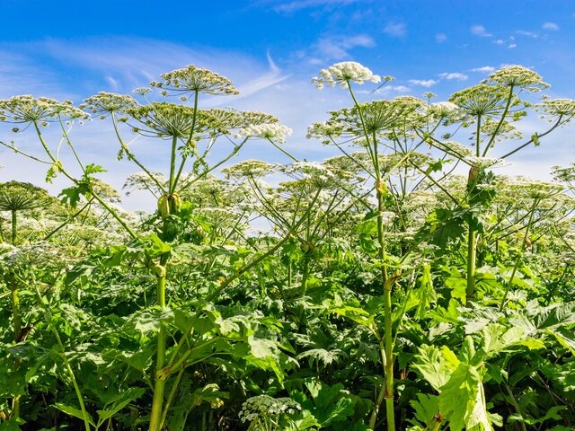    Фото: depositphotos/Alx_Yago