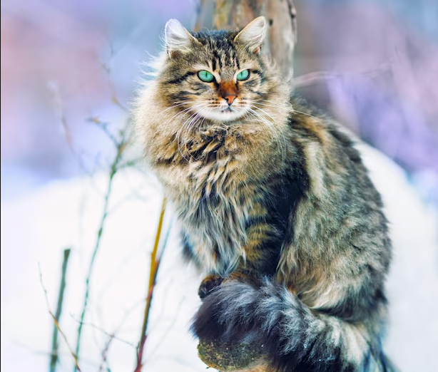 Алтай — настоящий дух тайги