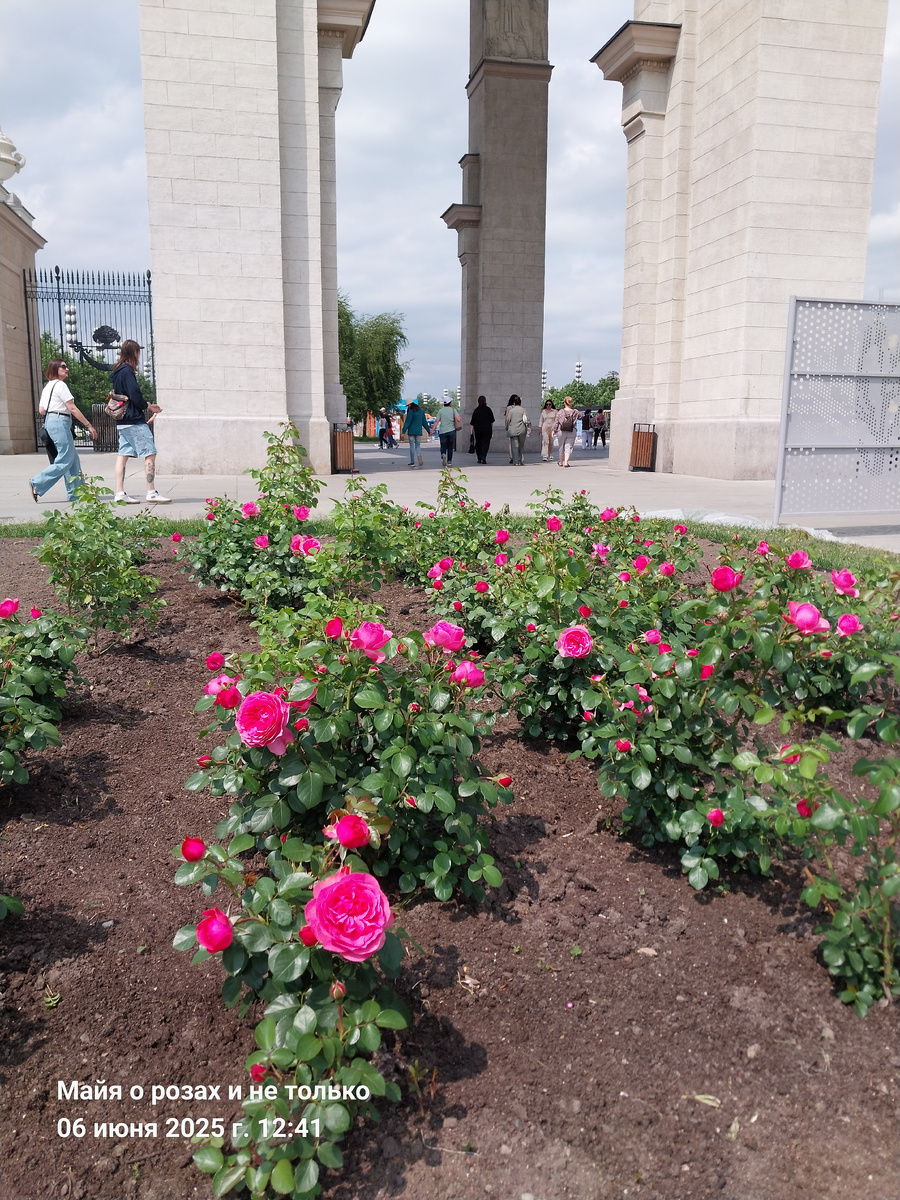 Роза Леонардо да Винчи 