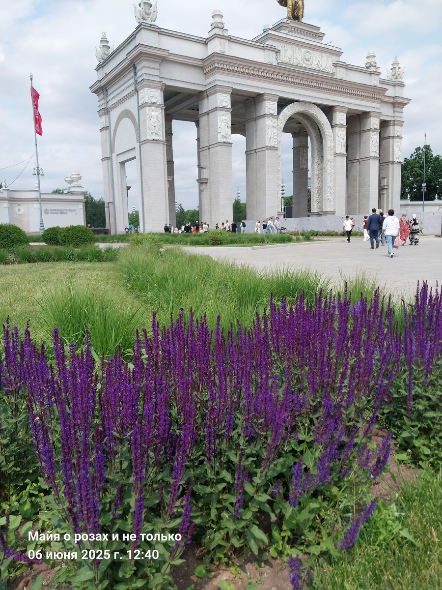 Шалфей Карадонна 