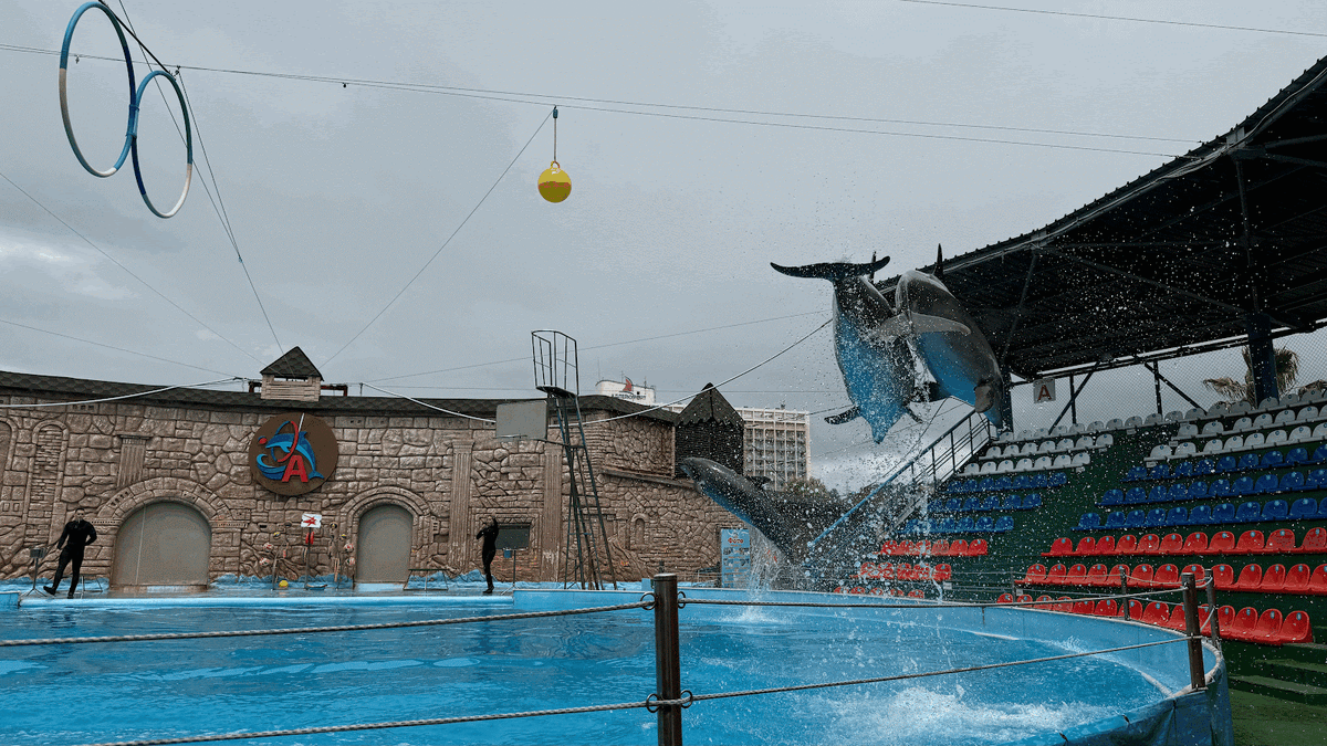 Три дельфина и три тренера: у каждого свой