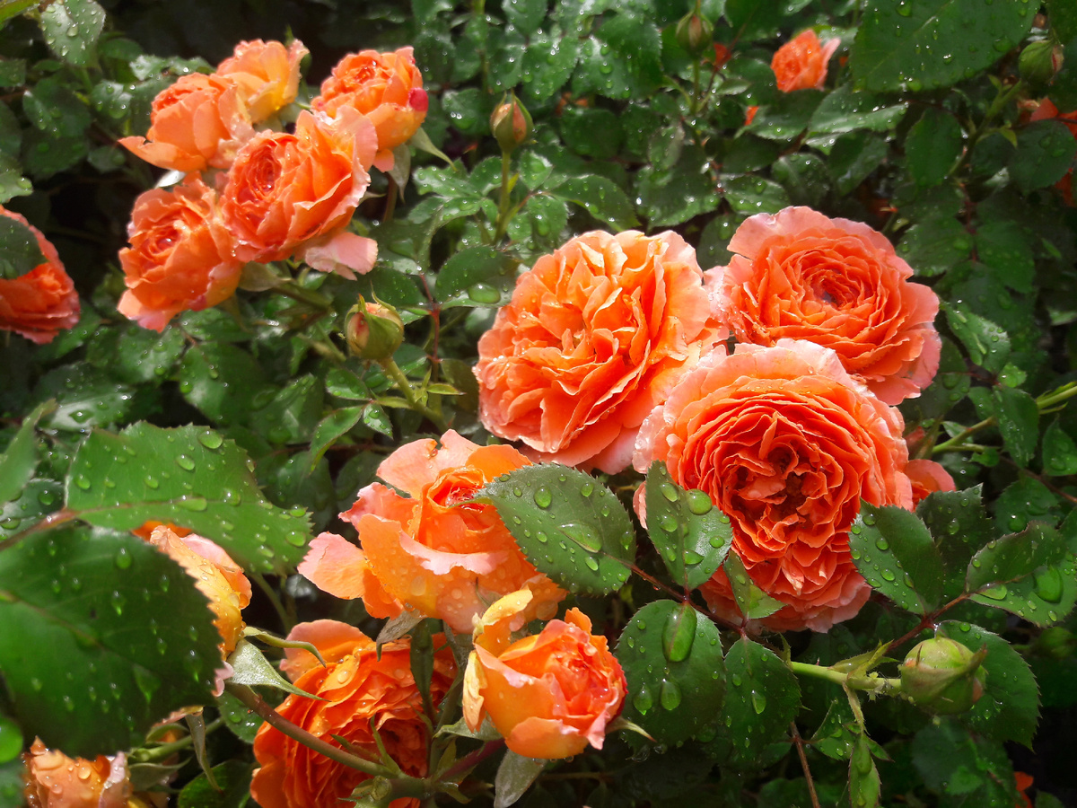 Meilove Orange (Оранж Мейлов)