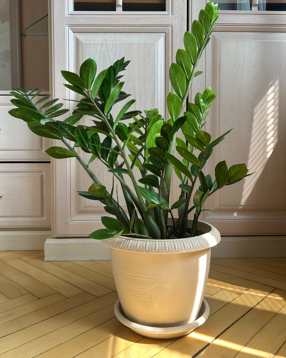 Замиокулькас во всей красе