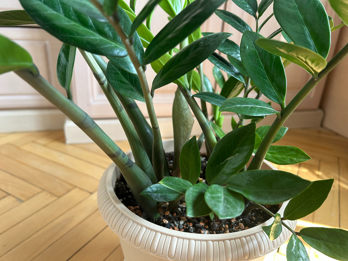 Толстенький