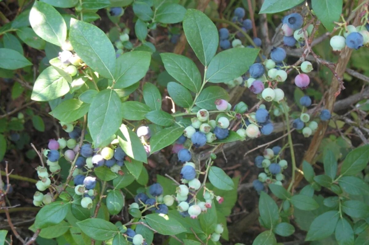    В Санкт-Петербурге пресекли ввоз опасной голубики с дрозофилой