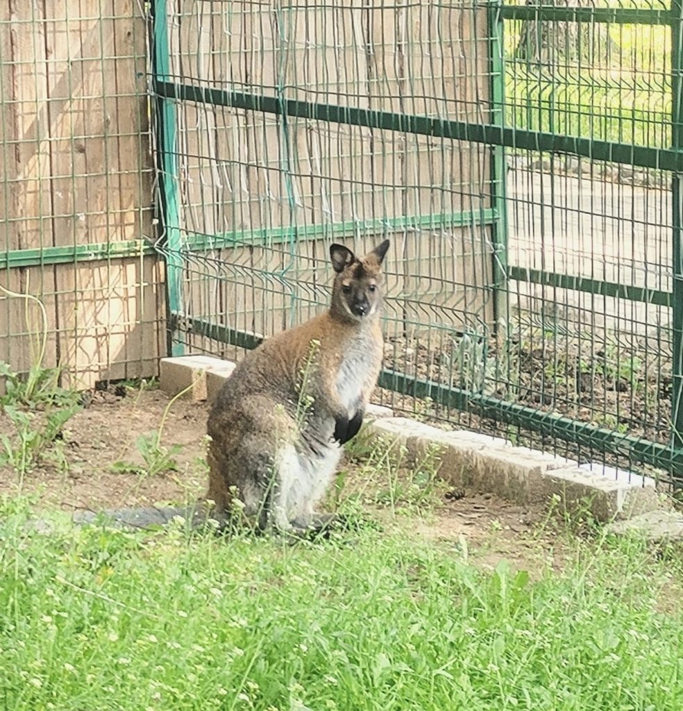    КОСТРОМСКОЙ ЗООПАРК