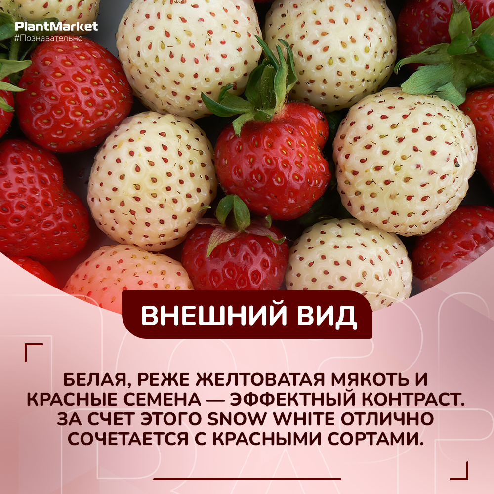 Конечно же, внешний вид. Белая, реже желтоватая мякоть и красные семена — эффектный контраст. Кстати, за счет этого Snow White отлично сочетается с красными сортами.