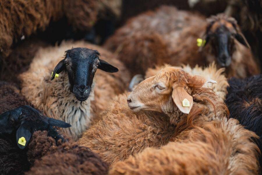 Фото: Телеграм-канал ДУМ РТ