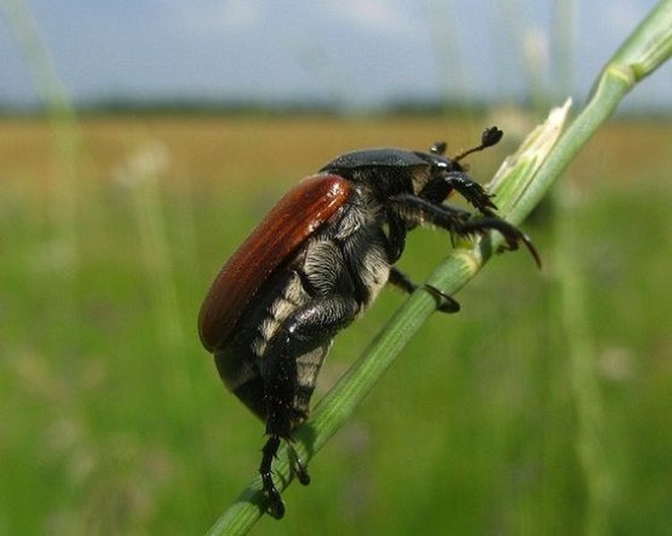    Как отличить жука Кузьку от майского