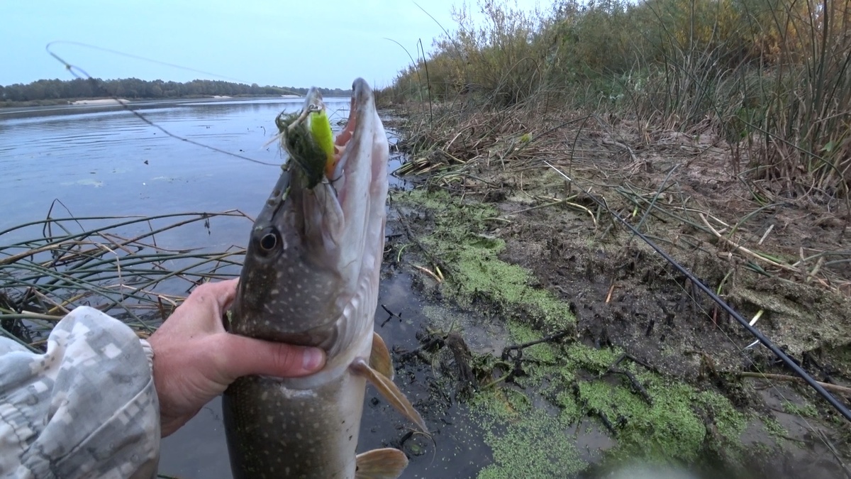 Заставка к видео "Не зря поставил поппер ! Рыбалка на щуку"