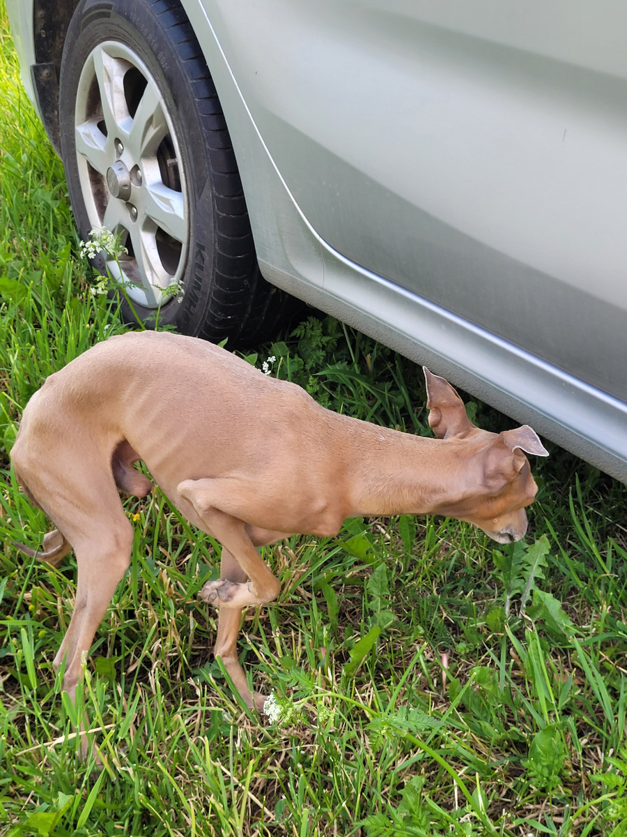 Проверил, всё в порядке, можно ехать!