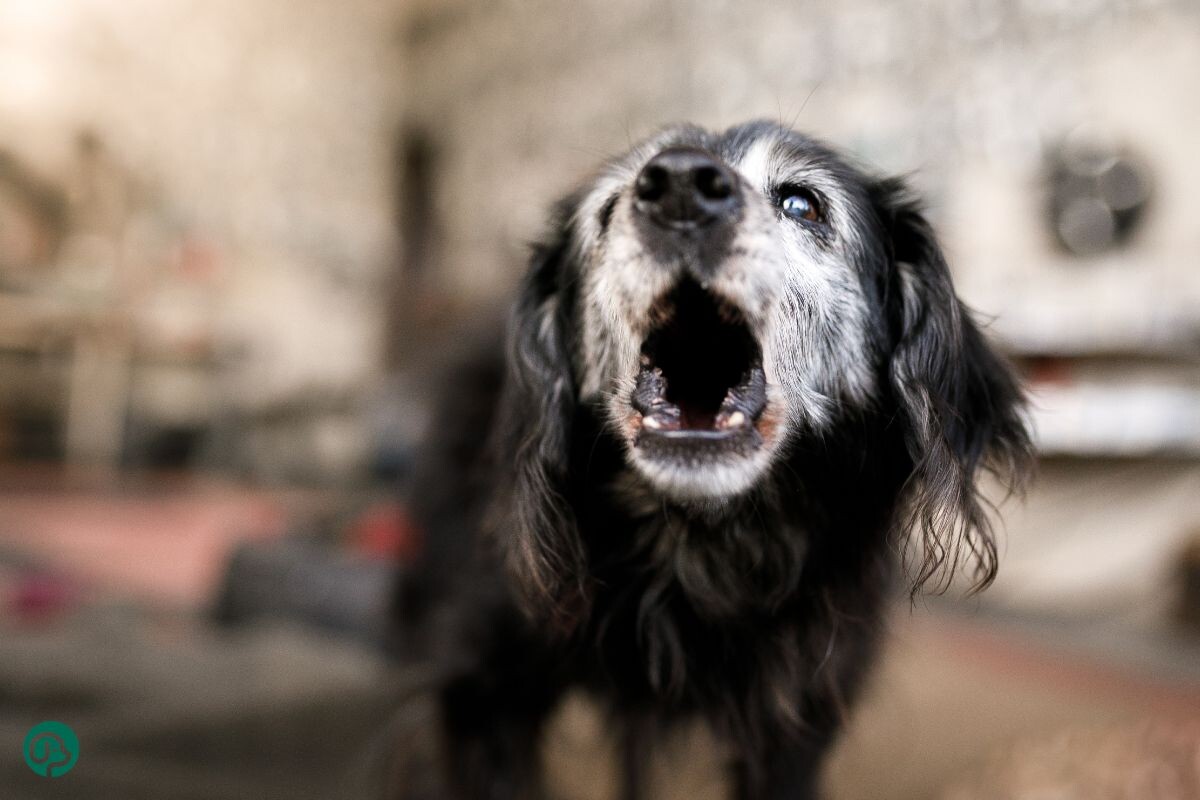 Собака лает в квартире 