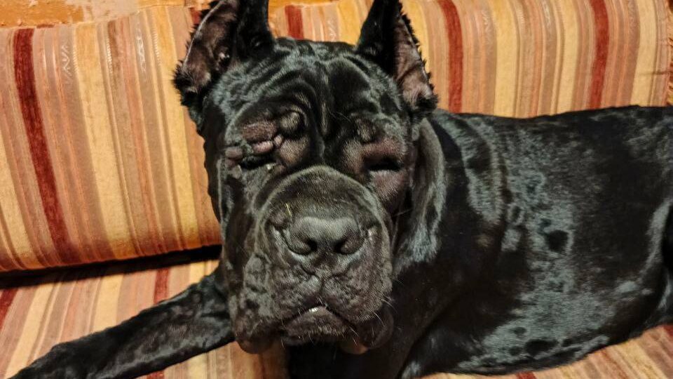 Ошибка на ночном приёме: оказываю помощь щенку кане-корсо