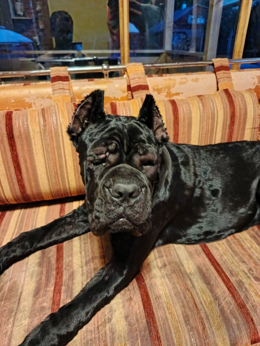 Молодой кане-корсо 