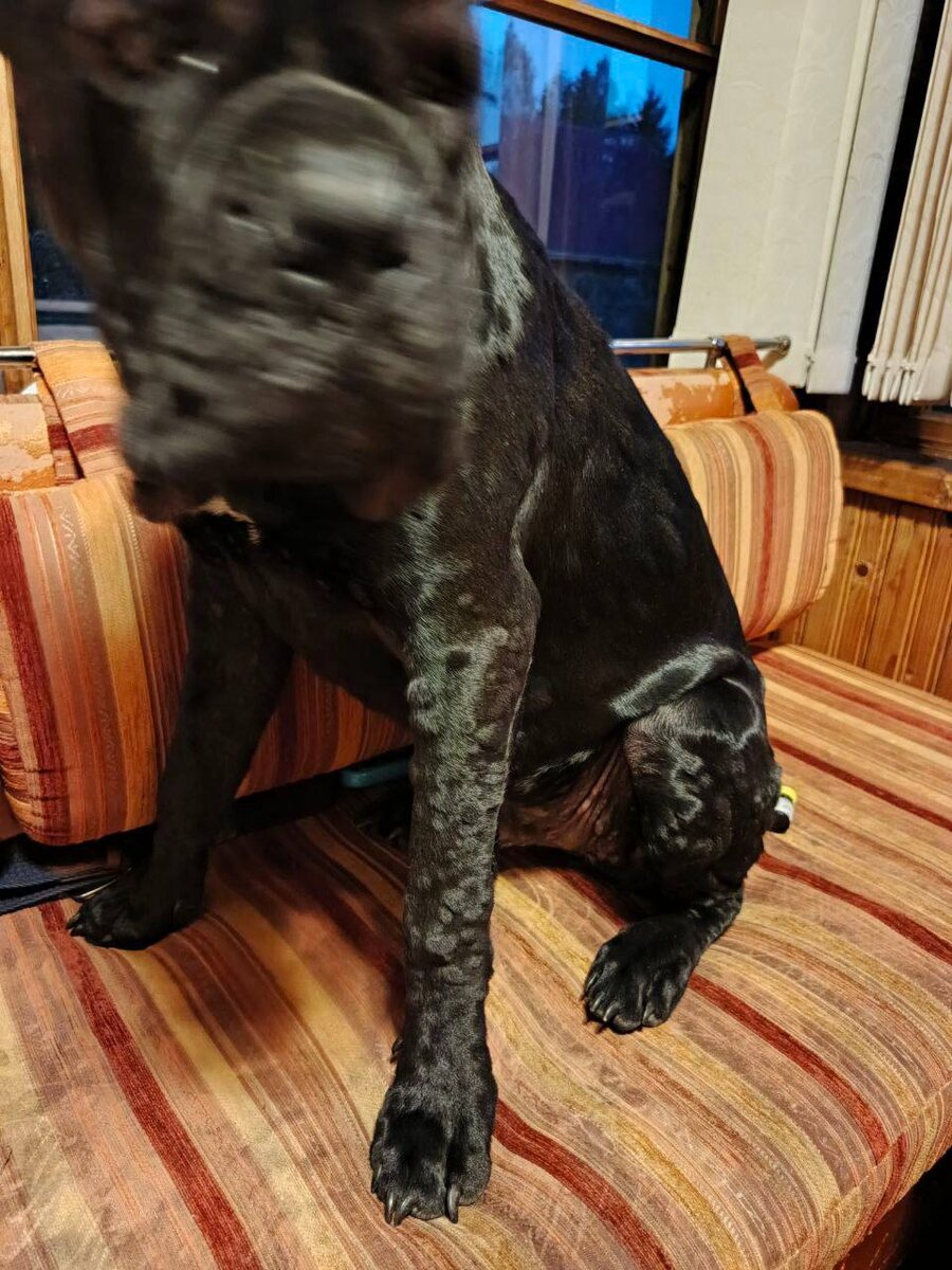 Настоящая крапивница 