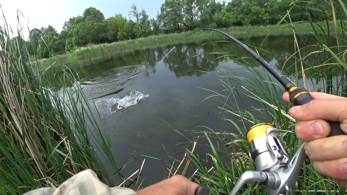 Заставка к видео "Рыбы бешено атакуют поверхностные приманки !"
