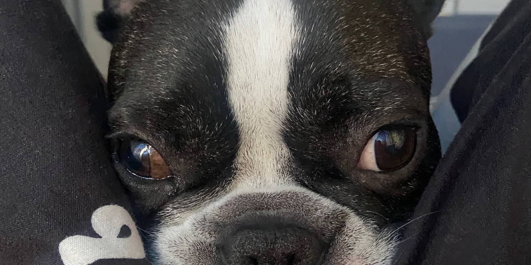 Странные привычки французского бульдога.